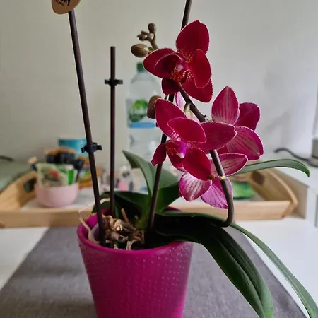 Tinyroom Mit Ausblick Habitación en casa particular