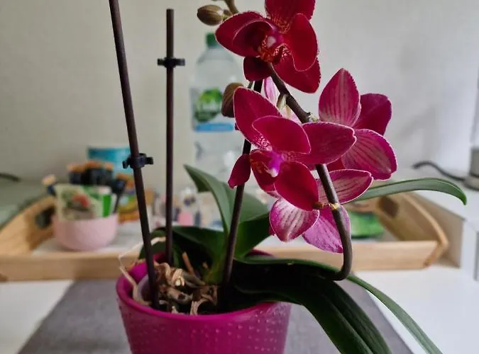 Tinyroom Mit Ausblick Homestay